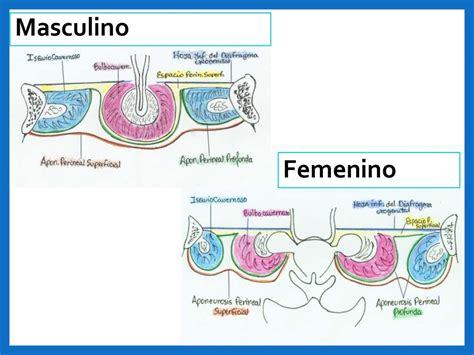 Perineo